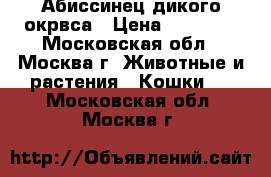 Абиссинец дикого окрвса › Цена ­ 15 000 - Московская обл., Москва г. Животные и растения » Кошки   . Московская обл.,Москва г.